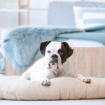 Best Dog Beds For Pitbulls