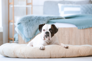 Best Dog Beds For Pitbulls