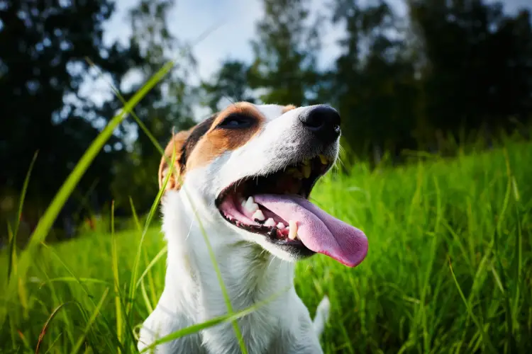 Best Dog Breath Freshener Water Additive