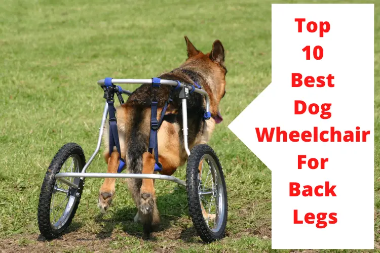 Best Dog Wheelchair For Back Legs