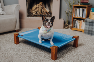 Best Elevated Dog Bed For Great Dane