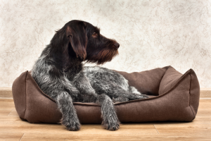 Best Friends Dog Bed Reviews