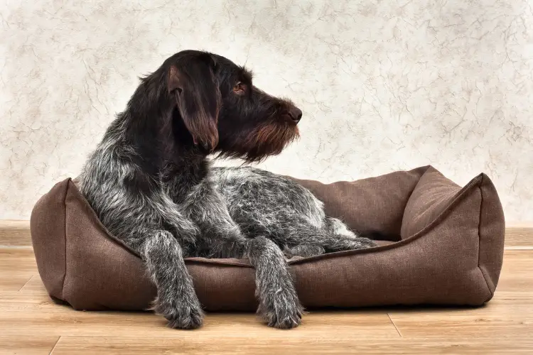 Best Friends Dog Bed Reviews
