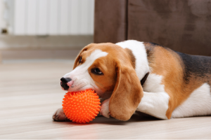 Best Interactive Dog Toys For Chewers