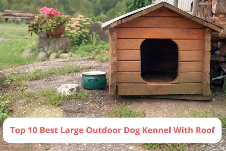 Best Large Outdoor Dog Kennel With Roof
