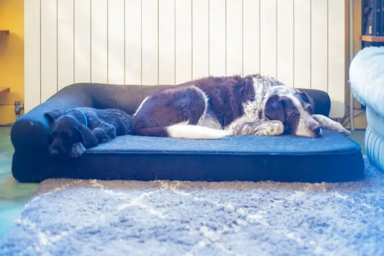 Best Orthopedic Bed For German Shepherds