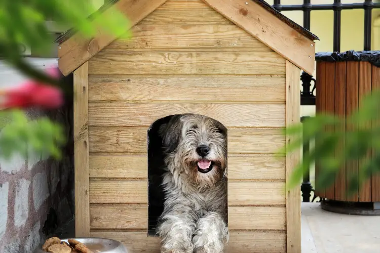 Best Outdoor Dog Kennels For Large Dogs