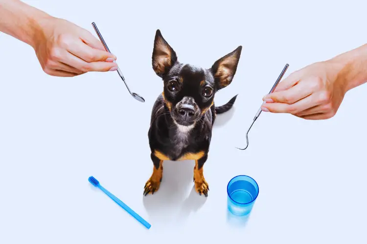 Best Plaque Remover Treats For Dogs