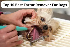 Best Tartar Remover For Dogs