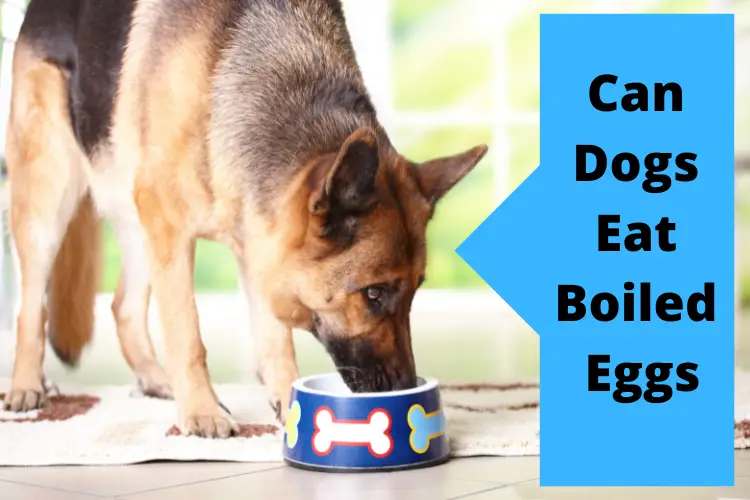 Can Dogs Eat Boiled Eggs