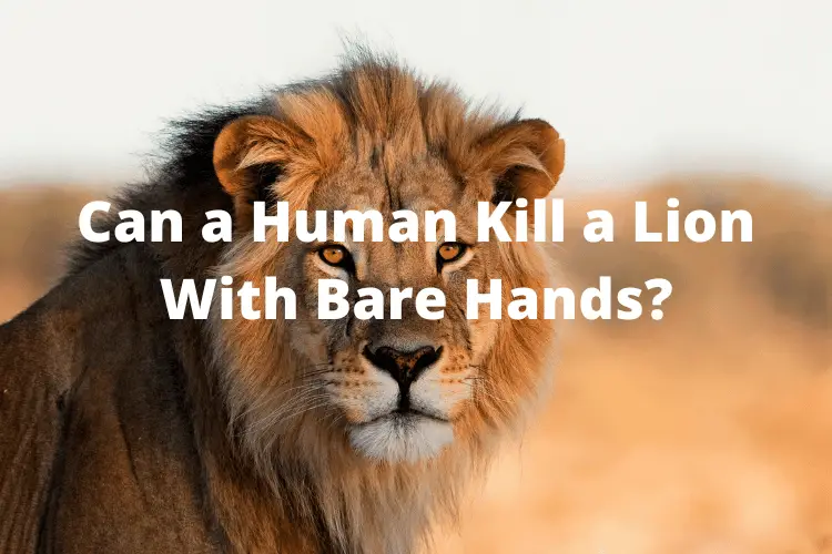 Can a Human Kill a Lion With Bare Hands?
