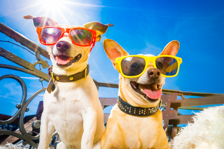 How Long Does A Dog Stay In Heat After Bleeding Stops 