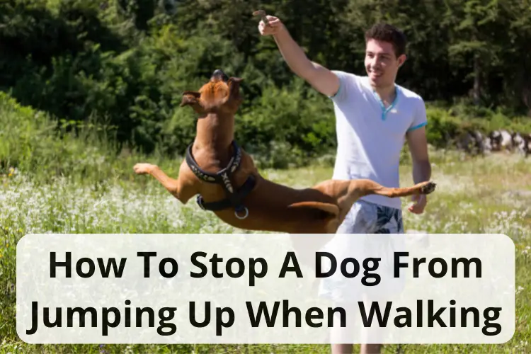 How To Stop A Dog From Jumping Up When Walking