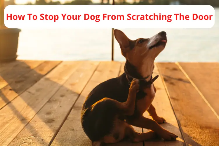 How To Stop Your Dog From Scratching The Door