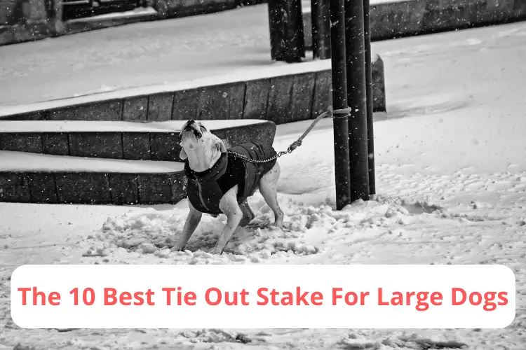 Best Tie Out Stake For Large Dogs