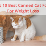 Best Canned Cat Food For Weight Loss