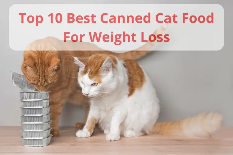 Best Canned Cat Food For Weight Loss