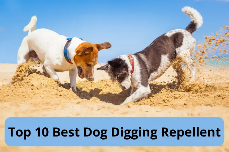 Best Dog Digging Repellent