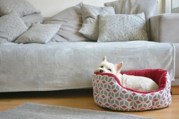 best dog beds for Australian Shepherds