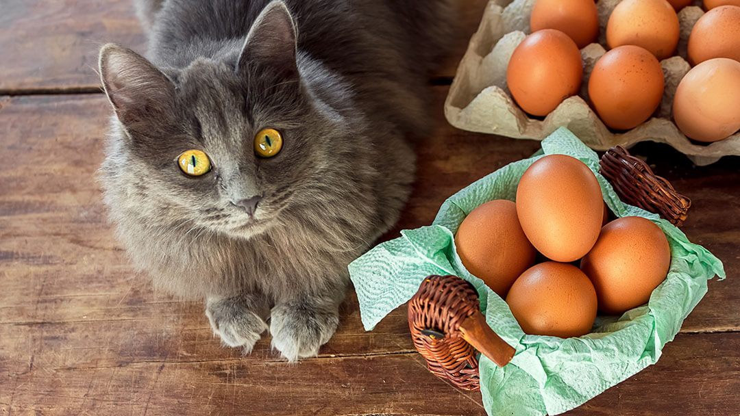 Can Cats Eat Scrambled Eggs With Cheese?