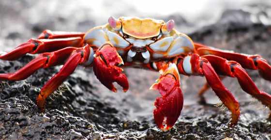 How Many Crabs are There in the World?