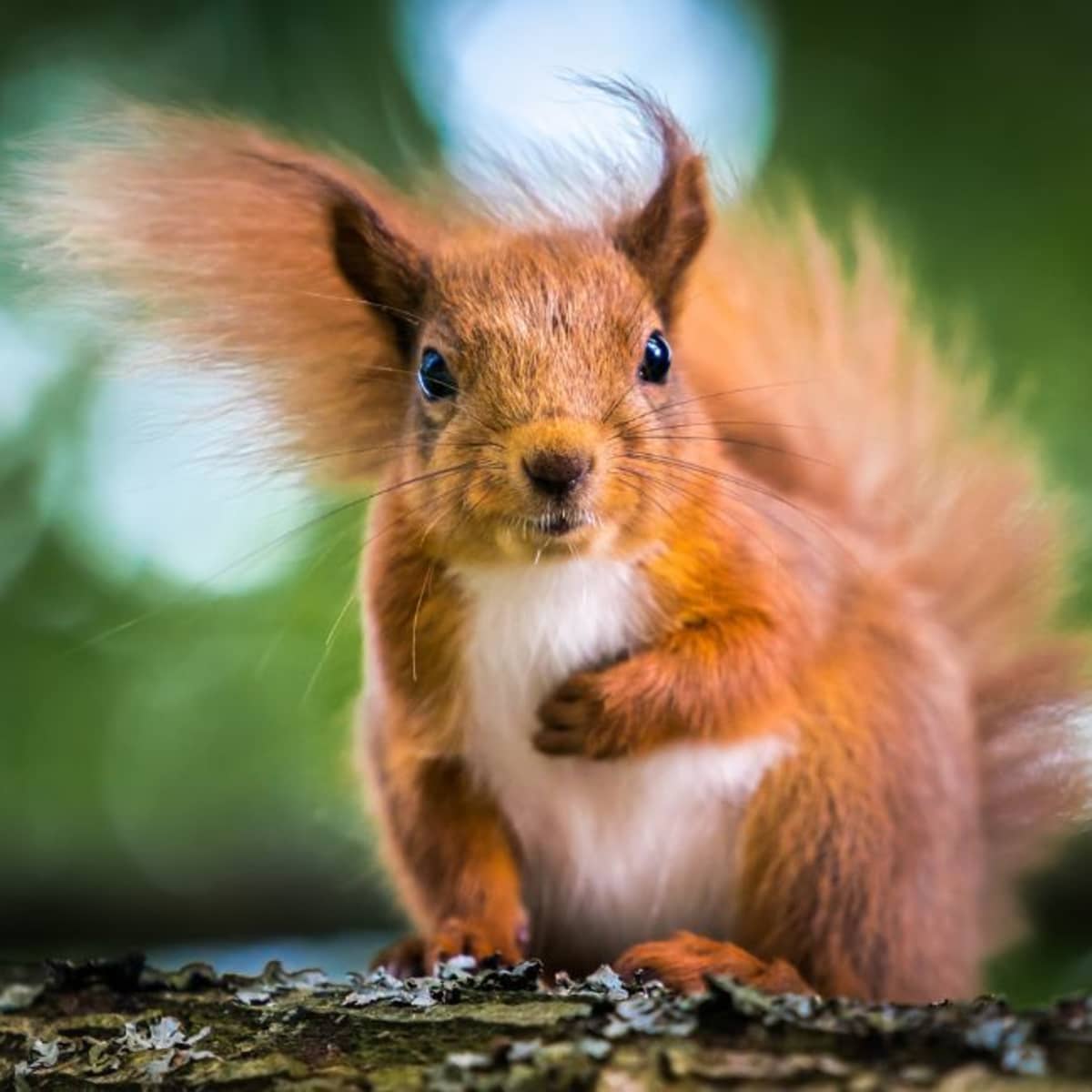 List 30+ Wallpapers what does a pregnant squirrel look like Sharp