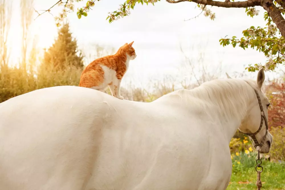Are Horses Smarter Than Cats