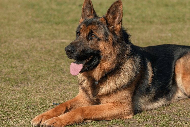 Can German Shepherds Eat Yogurt