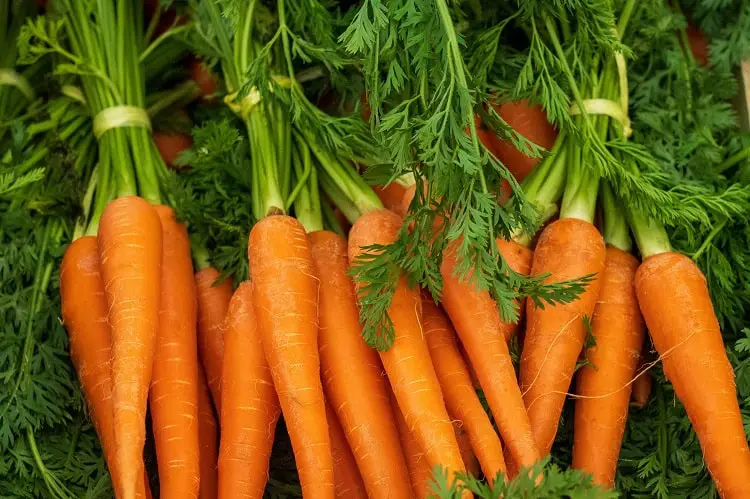 Can German shepherds eat carrots