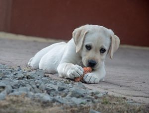 Can Labrador Retrievers Eat Carrots