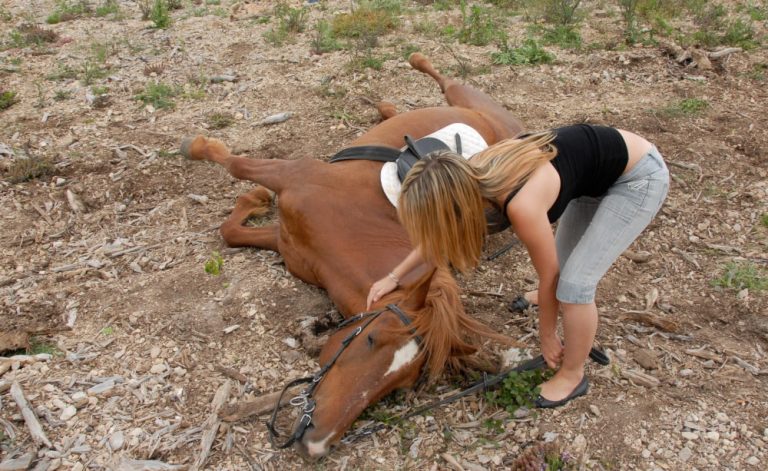 Colic In Horses