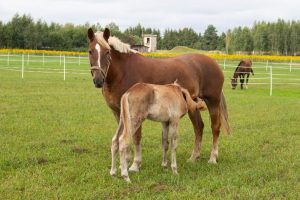 Horse Pregnancy