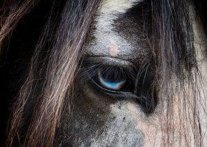 Horses With Blue Eyes