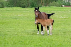 How Much Does A Baby Horse Cost