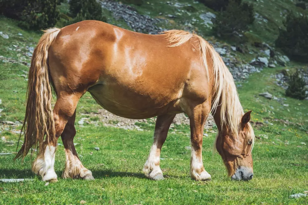 How Tall Is A Shire Horse