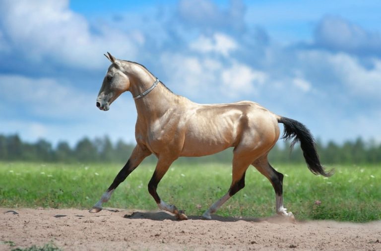 Most Beautiful Horse in the World