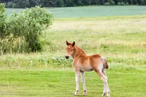 Smallest Horses and Horse Breeds in The World