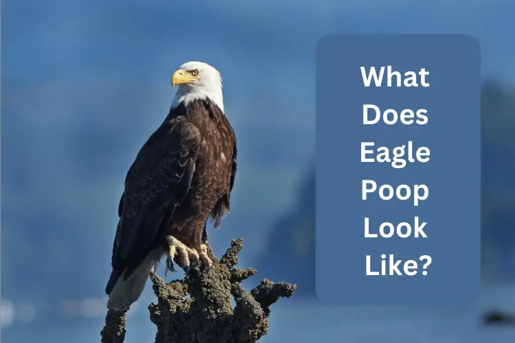 What Does Eagle Poop Look Like
