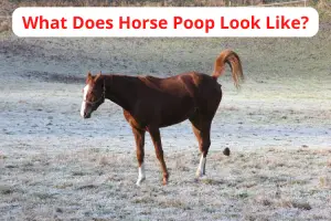 what does horse poop look like?