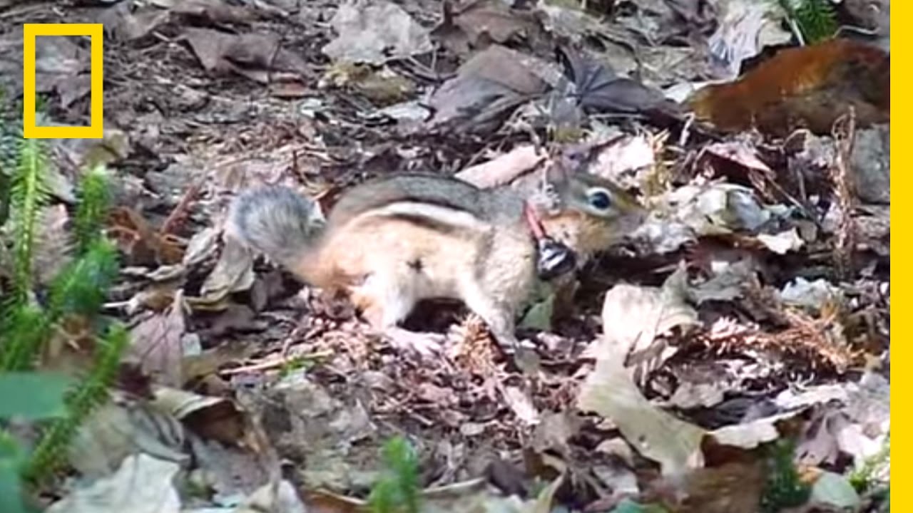 What Sound Does a Chipmunk Make?