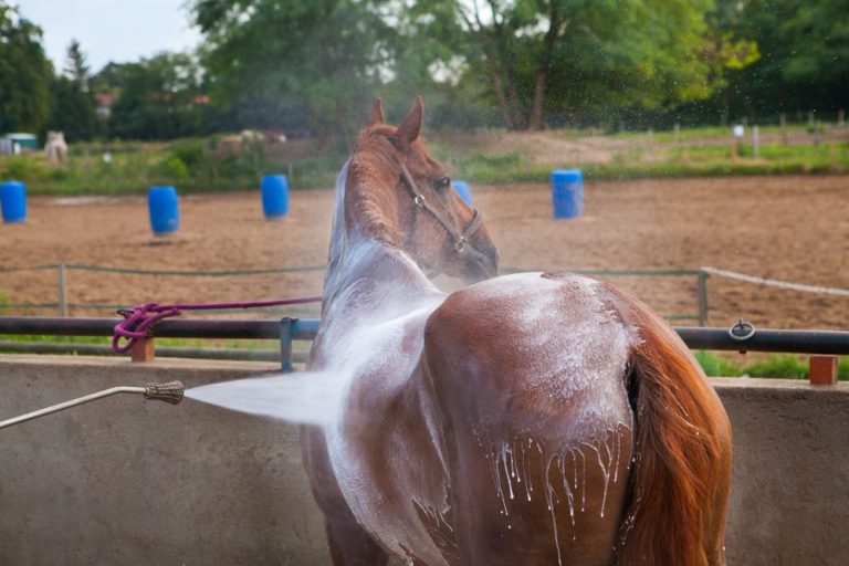 Best Joint Supplement For Older Horses