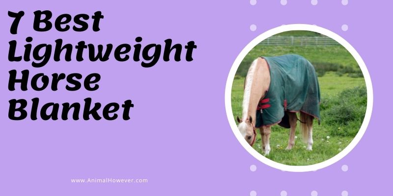 Best Lightweight Horse Blanket