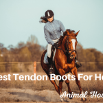 Best Tendon Boots For Horses