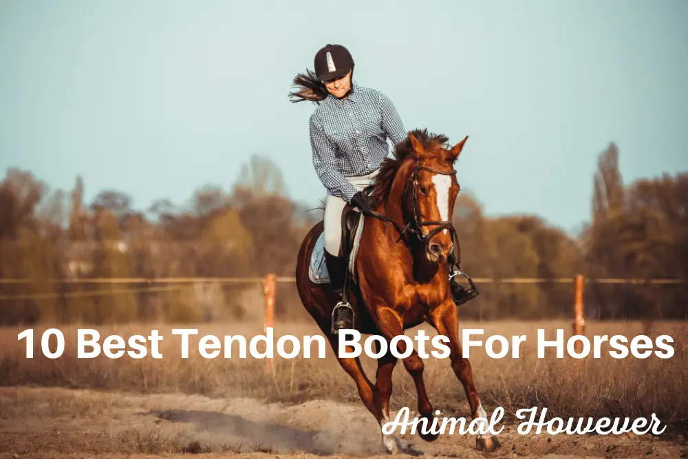 Best Tendon Boots For Horses