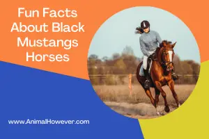 Black Mustangs Horses