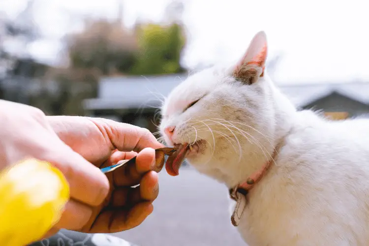 Can Cats Eat Lemon Pepper Tuna