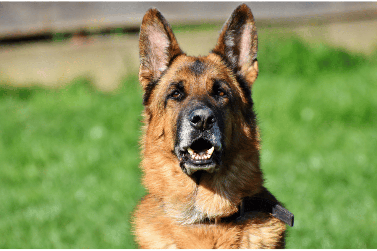 Can German Shepherds eat watermelon