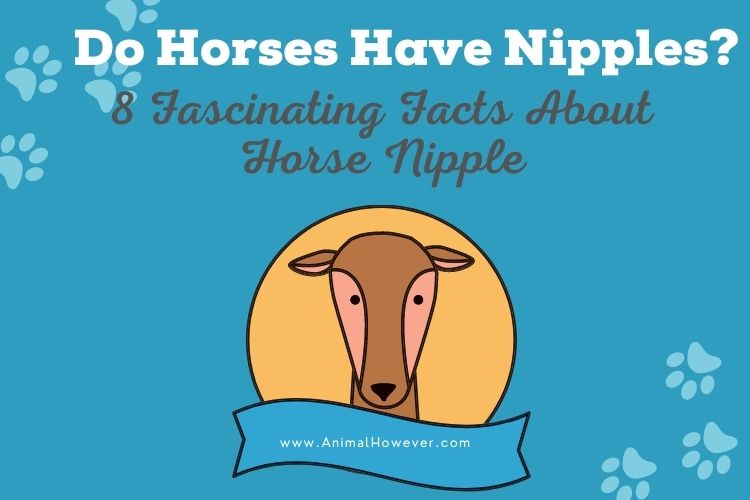 Do Horses Have Nipples