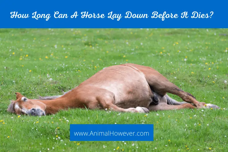 How Long Can A Horse Lay Down Before It Dies