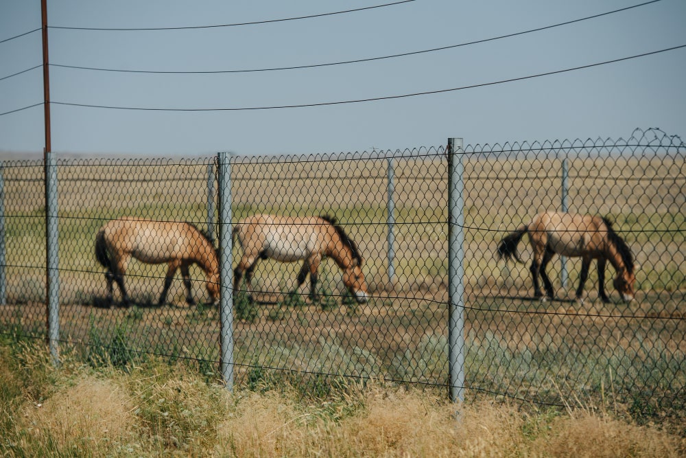 How Much Does A Mustang Horse Cost